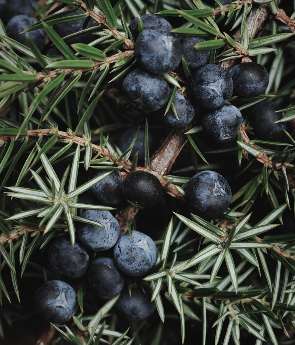 juniper