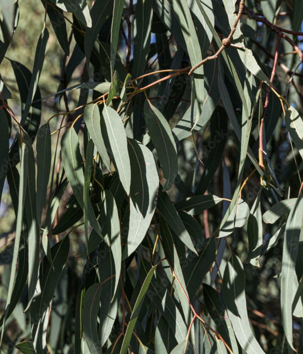 eucalyptus